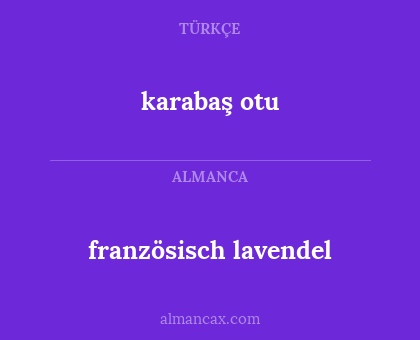 französisch lavendel - karabaş otu