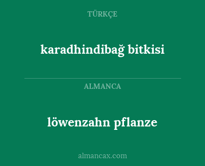 löwenzahn pflanze - karadhindibağ bitkisi