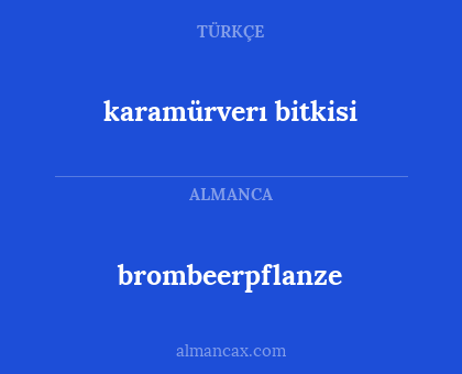 karamürverı bitkisi - brombeerpflanze
