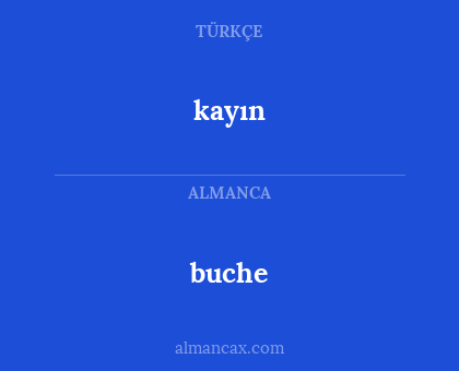 buche - kayın