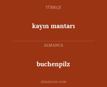 buchenpilz - kayın mantarı