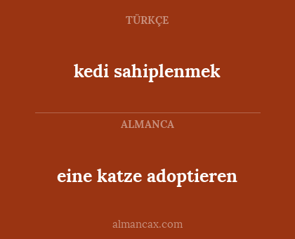 eine katze adoptieren - kedi sahiplenmek