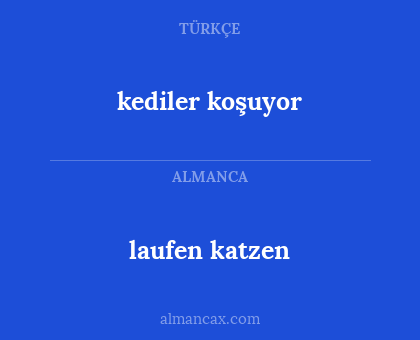 kediler koşuyor - laufen katzen
