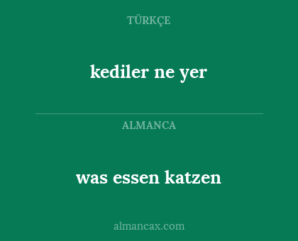 was essen katzen - kediler ne yer