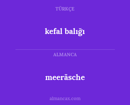 meeräsche - kefal balığı