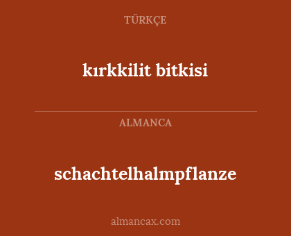 kırkkilit bitkisi - schachtelhalmpflanze