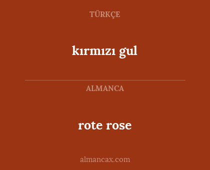 rote rose - kırmızı gul