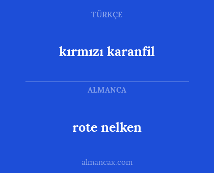 rote nelken - kırmızı karanfil