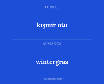 kışmir otu - wintergras