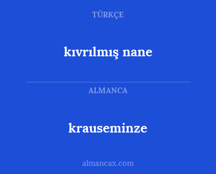 krauseminze - kıvrılmış nane