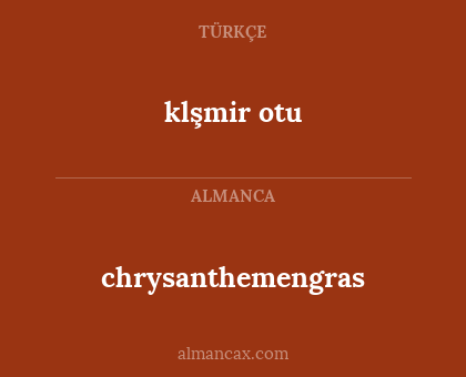 chrysanthemengras - klşmir otu