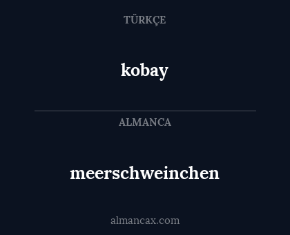 kobay - meerschweinchen