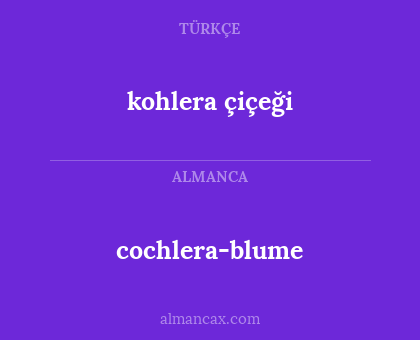 cochlera-blume - kohlera çiçeği