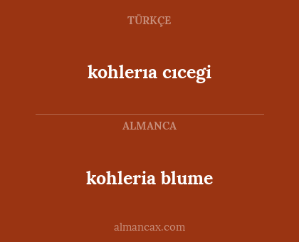 kohlerıa cıcegi - kohleria blume