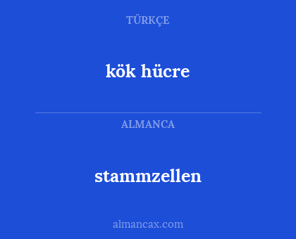 stammzellen - kök hücre