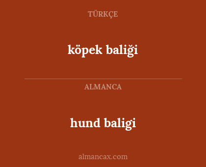 köpek baliği - hund baligi