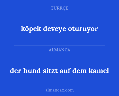 der hund sitzt auf dem kamel - köpek deveye oturuyor