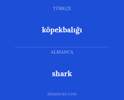 shark - köpekbalığı