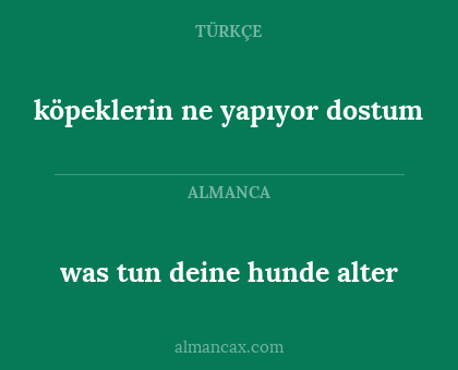 köpeklerin ne yapıyor dostum - was tun deine hunde alter