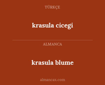 krasula blume - krasula cicegi