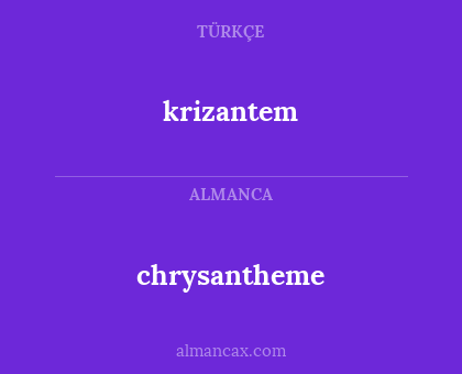 chrysantheme - krizantem