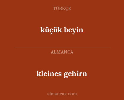 kleines gehirn - küçük beyin