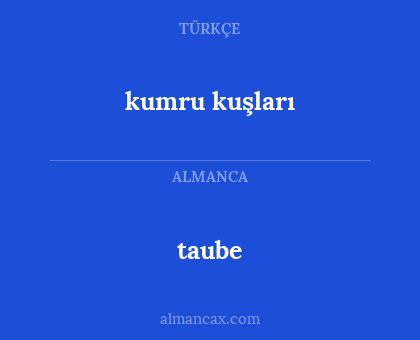 taube - kumru kuşları
