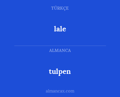 lale - tulpen