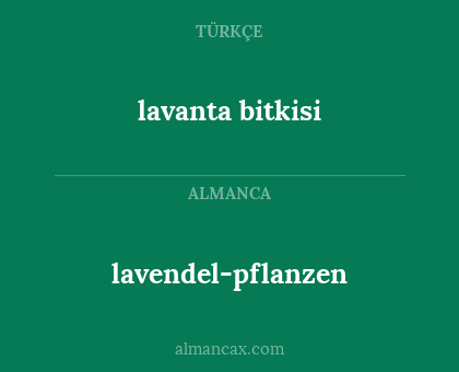 lavanta bitkisi - lavendel-pflanzen