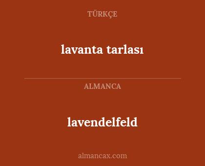 lavendelfeld - lavanta tarlası