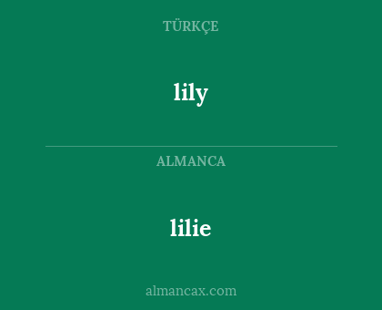 lilie - lily