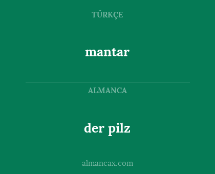 mantar - der pilz
