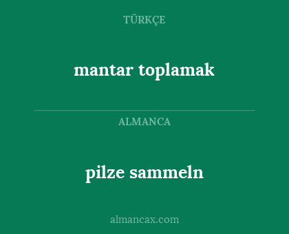 pilze sammeln - mantar toplamak