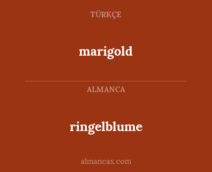 ringelblume - marigold