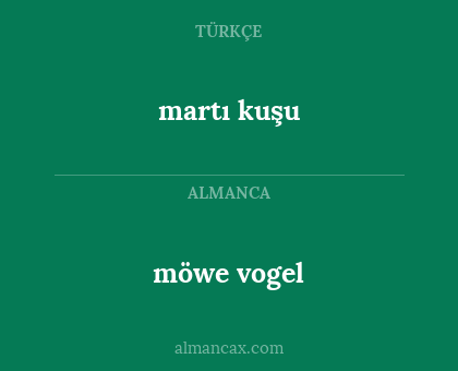 martı kuşu - möwe vogel