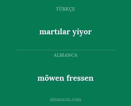 möwen fressen - martılar yiyor