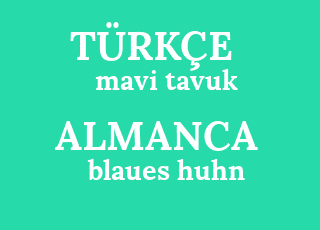 mavi+tavuk-blaues+huhn.png
