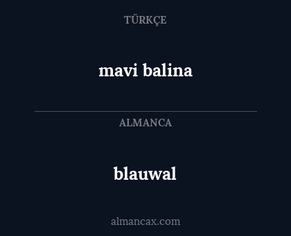 blauwal - mavi balina