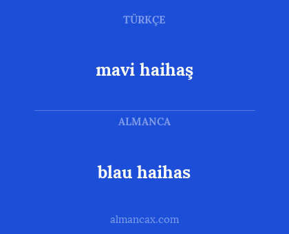 blau haihas - mavi haihaş