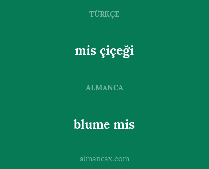 blume mis - mis çiçeği