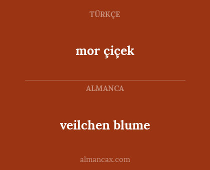 mor çiçek - veilchen blume