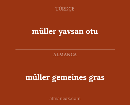 müller gemeines gras - müller yavsan otu