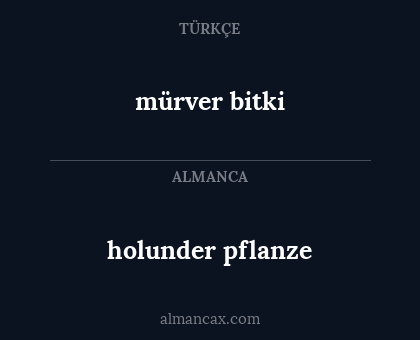 holunder pflanze - mürver bitki