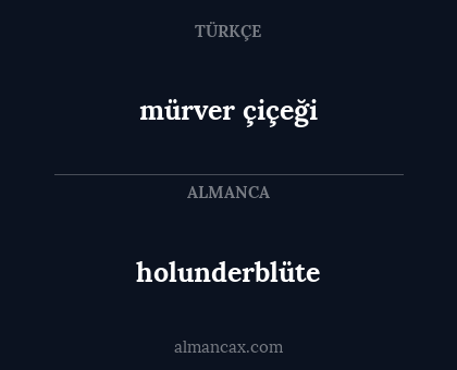holunderblüte - mürver çiçeği