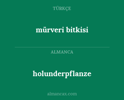 mürveri bitkisi - holunderpflanze