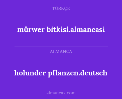 holunder pflanzen.deutsch - mürwer bitkisi.almancasi