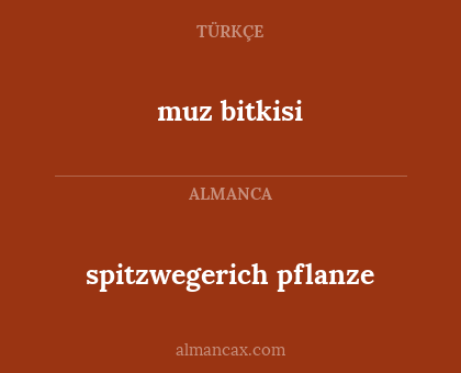 spitzwegerich pflanze - muz bitkisi