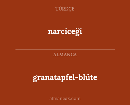 narciceği - granatapfel-blüte