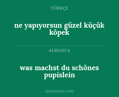 ne yapıyorsun güzel küçük köpek - was machst du schönes pupislein