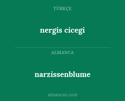 narzissenblume - nergis cicegi